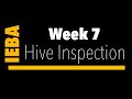 IEBA Week 7, Hive Inspection