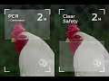 clear safety vs. pcr confirmation a comparison