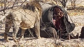 Waziba Male Lion Feasting on a Elephant | Son of Sekekama | Savuti Botswana | 1 September 2024