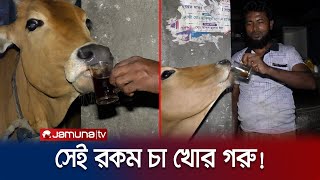 সময়মতো চা না দিলে রাগ দেখায় গরু! দিতে হয় কলা-বিস্কুটও! | Tea Drinking Cow | Jamuna TV