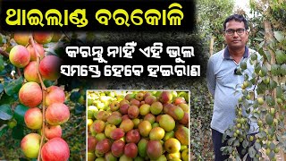 ଥାଇଲାଣ୍ଡ ବରକୋଳିରେ ଚାଷୀଙ୍କ ଭୁଲ || Thailand Apple Ber farming in Odisha.