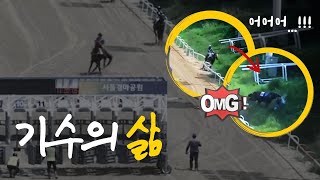 [기수 에피소드 8-1] 경마장의 용감한 형제, 송재철기수와 송재환관리사! 하루 한끼밖에 못 먹어도 말타는게 제일 좋아!!🏇🏽#송재철기수#경마낙마#기수#서울경마#기수협회