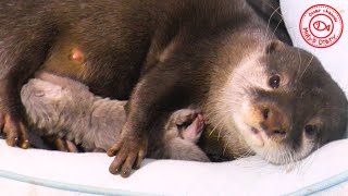 カワウソ赤ちゃん、ママはこうやって愛を伝える！Mom tells otter babies that she loves babies like this !【baby otter】