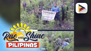 PDEG, sinira ang nasa P24-M halaga ng fully-grown marijuana sa Kalinga