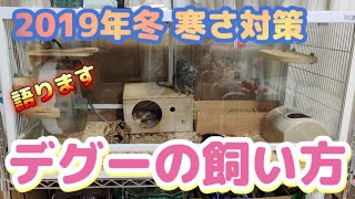 【冬版】デグーの飼い方！寒さ対策語ります！小動物飼育 ガラスケージ