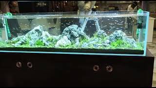 6ft extra clear glass with planted aquarium. Design by Blue World Aquariums.