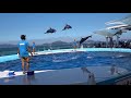 四国水族館のイルカショー【ノーカット版】