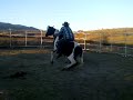 natural horsemanship with the paint horse ombre.