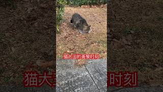 三花猫退下后，狸花猫— #猫大王的美餐时刻 #流浪猫生 #cat