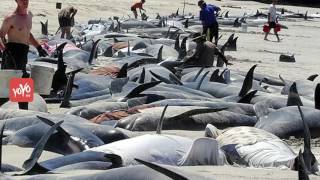 400 ల తిమింగలాలు ఒకేసారి..  | Over 400 Whales Have Been Stranded in New Zealand | YOYO TV Channel