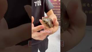 顺德龟展全场最贵的一只龟 688W这你受的了吗？ 龟 养龟日常 龟龟🐢 乌龟 养龟人