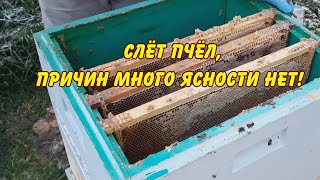 пчеловодство, слет пчел причин много ясности нет