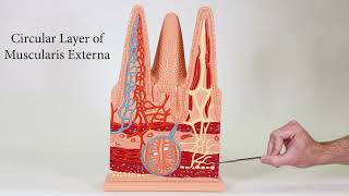 Intestinal Villi Model
