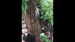 Stingless bees in Belize