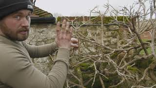 How to prune Wisteria with Rick Brookman