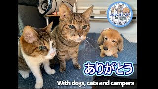 #46　”いぬねこきゃんぱー”の旅（総集編）