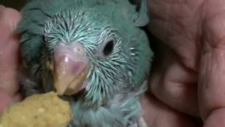 かわいいマメルリハインコのヒナに挿し餌を与えている動画