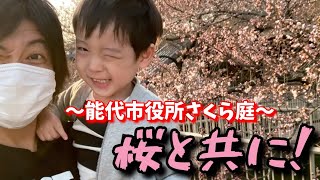 【さくら】近所の桜がまもなく満開！僕の楽しみは柚の成長と能代市役所の桜です。