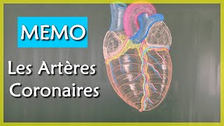 ANATOMIE - LES ARTERES CORONAIRES