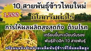 เปิด 10 สายพันธุ์ข้าวไทย ที่ให้ผลผลิต 1,200 กิโลกรัมต่อไร่ พร้อมแหล่งจัดจำหน่าย #พันธุ์ข้าว