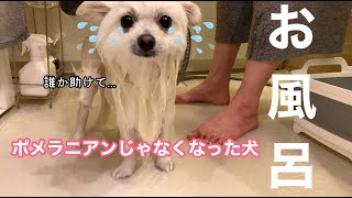 【おうちシャンプー】お風呂に入るとポメラニアンはポメラニアンじゃなくなります。笑