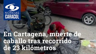 Indignación en Cartagena por muerte de caballo tras recorrido de 23 kilómetros