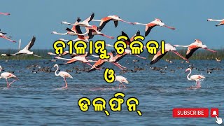 NILAMBU CHILIKA AND DOLPHIN ||#odisha  #chilkalake #odishaforest #forestdepartment #migratingbirds