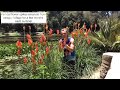 Kniphofia: Red Hot Pokers