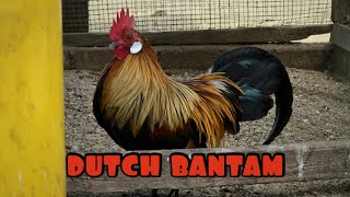 ✅️ Ayam Dutch Bantam: Si Kecil dari Belanda dengan Keunikan Tersendiri!