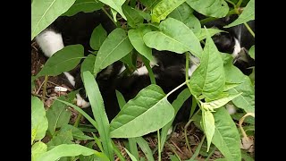 野良猫子猫草むらで身を寄せ合って眠る　壁上の野良猫一族１３－１