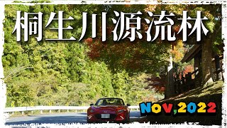 桐生川源流林 紅葉2022　～　ロードスター､4K車載動画､桐生市