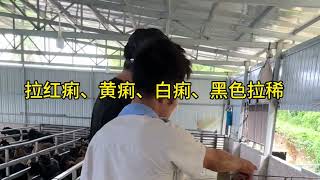 羊拉稀为什么来得快？#黑山羊养殖 #助力三农