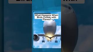 If a Plane Hits a Bird, What Happens?