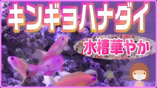 【キンギョハナダイ】新しいお魚とお掃除屋さんを迎えました！【海水水槽】