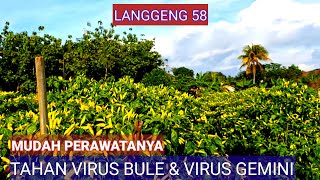 TANAMAN CABE LANGGENG 58 LEBIH TAHAN BULE DAN VIRUS GEMINI