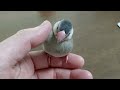 文鳥さんとの暮らし　016