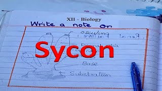 Sycon - An Example of Phylum Porifera | Biology Discussion | XII Biology | Pardhai Ghar