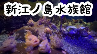 新江ノ島水族館でフウセンウオ（ダンゴウオ）を愛でる