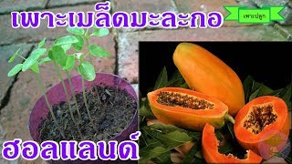 papaya | วิธีเพาะเมล็ดมะละกอฮอลแลนด์ ปลูกต้นมะละกอ