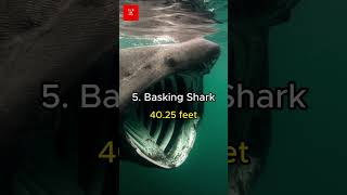 Top 10 largest sea animals in the world