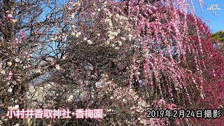 小村井香取神社・香梅園・梅まつり（2019年2月24日撮影）（2022年3月2日編集）