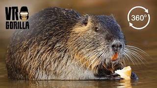 Meet the Coypu - 360 VR Video (short)