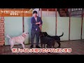 ラブラドールレトリーバーってどんな犬？飼い方？特徴は？　現役ドックトレーナーの犬種紹介（labrador retriever）