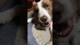 愛犬大好き！馬のひづめ！このくらいの大きさになったら念のため終わりにしています！ Dog likes horse hoof. #shorts