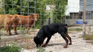 Rottweiler Takes On Highland Cow