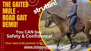 Blondi Flat Foot gaited mule for sale