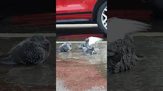 駐車場の水たまりで水浴するハト Pigeons bathing in car parking