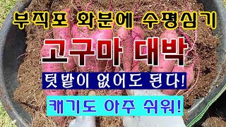 [텃밭농부 1,706]  텃밭이 없어도 고구마를 대박나게 키웠다. 부직포화분에서 대박. #고구마재배