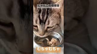 【ASMR】ささみを貪るにゃんこ