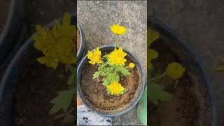 asun dekhama amar garden ra khatarnak view beautiful Dalia flower kete sundar heichhe j viral #short